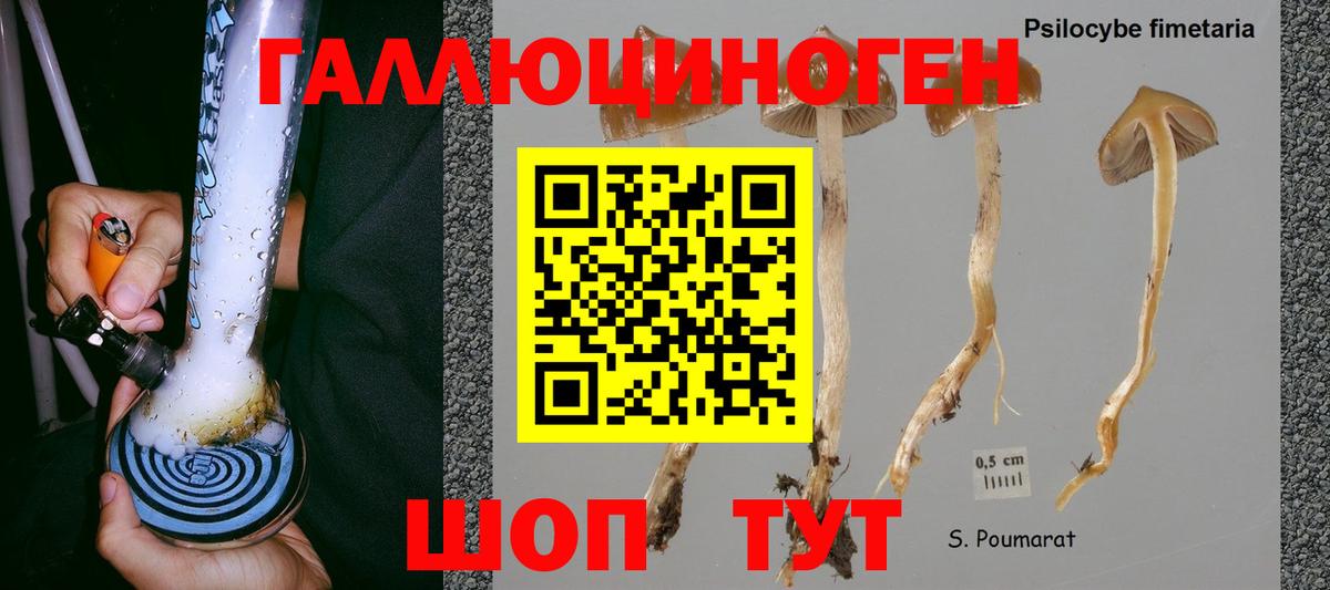 Галлюциногенные грибы Psilocybe Серов